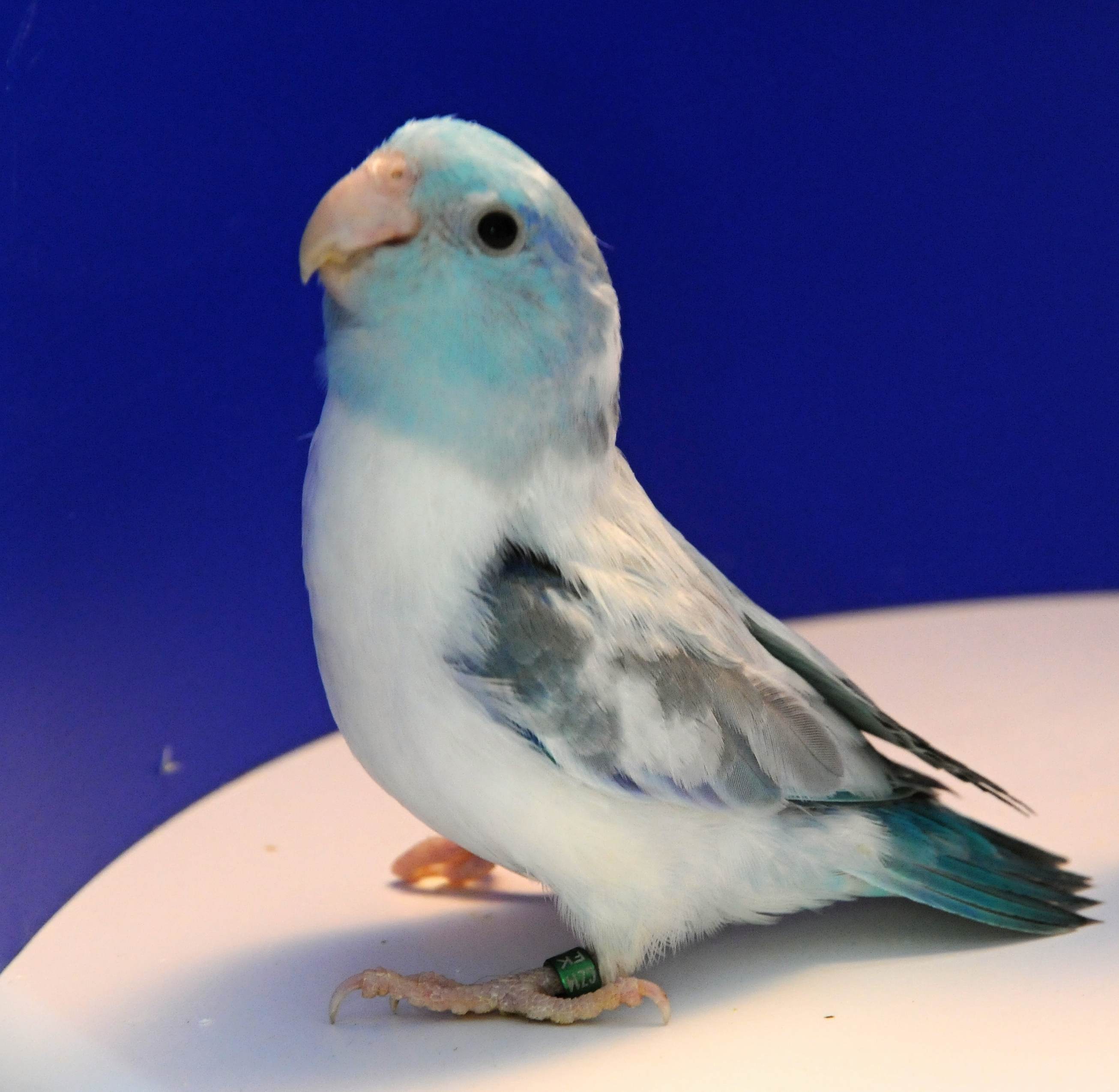 blue pied 80%2