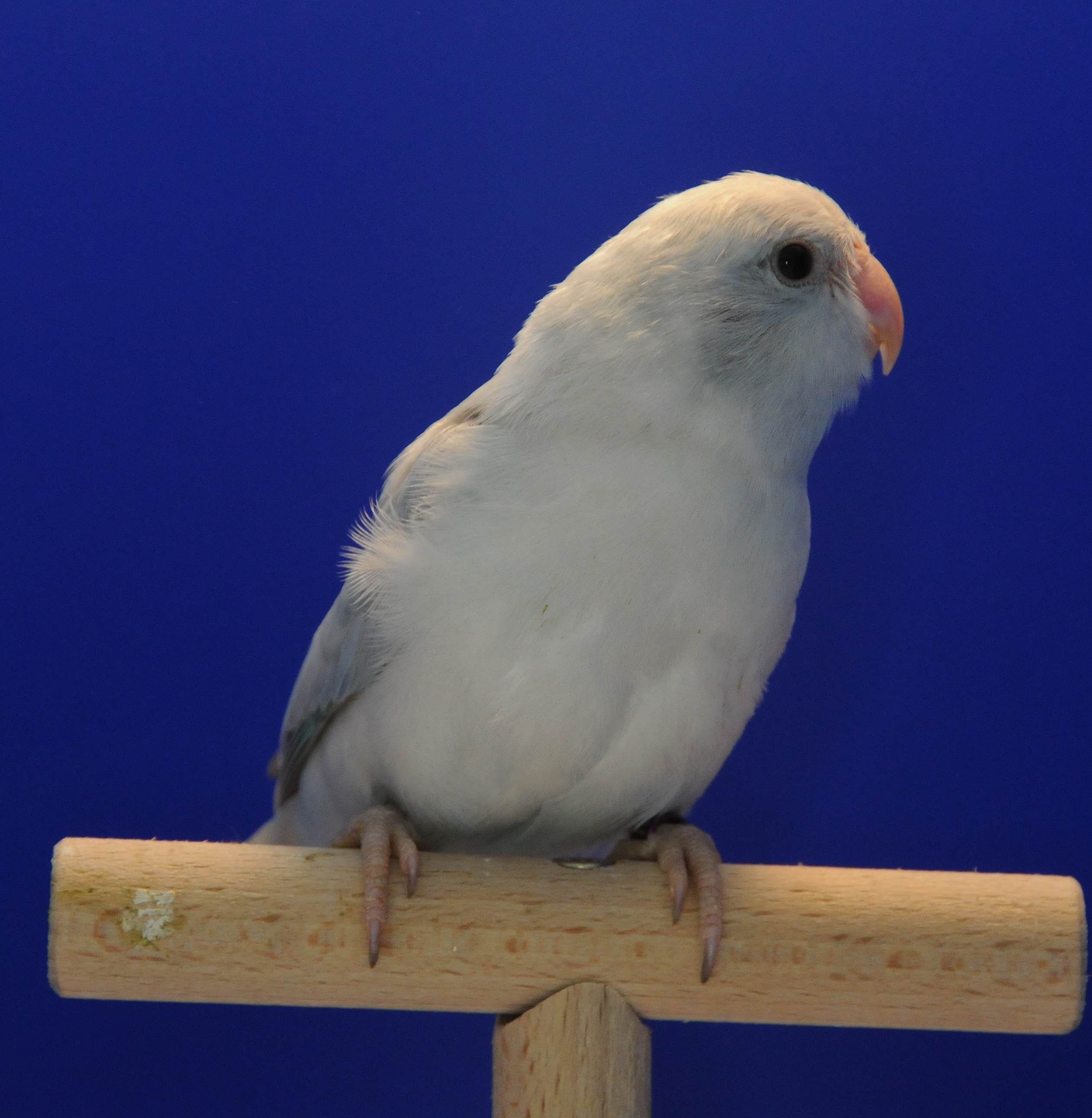 kobalt pastel pied2jpg