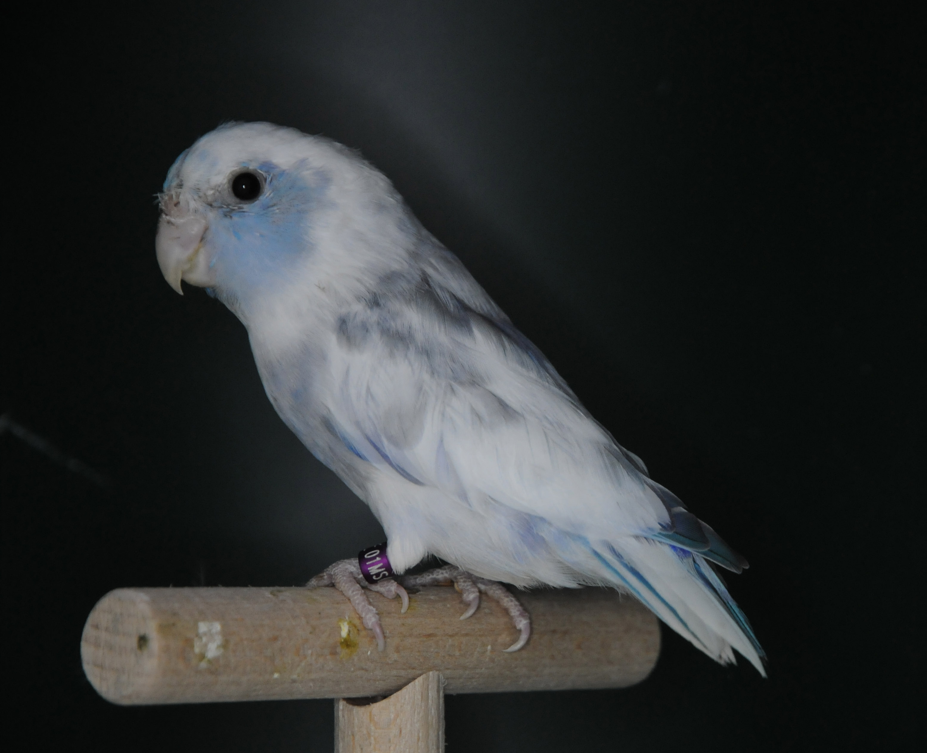 kobalt pied