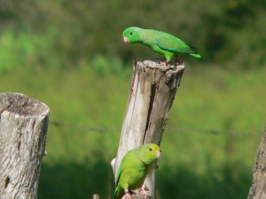 Papoušíčci vrabčí v llanos, venezuela